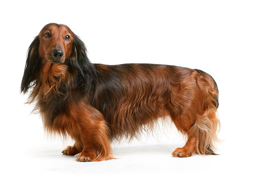 Full size on sale long haired dachshund